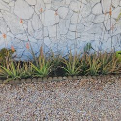 Aloe Vera Plants