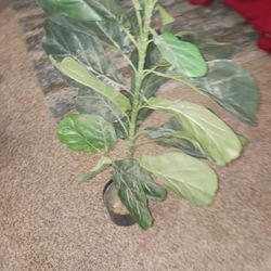 Clean Like New Artificial Plant Asking $35 tag Says $59 Must Pick Up Broadway And APACHE BUCKEYE AZ CASH ONLY PLS THANKS Check Out My Page All Types 