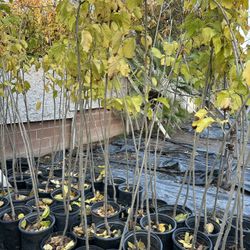 Pakistan Mulberry Trees5 Gallon 35$ Each