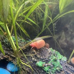 Snails For Fish Tank