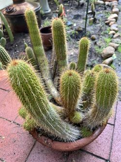 GOLDEN RATSTAIL CACTUS WITH POT