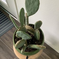 Cactus. Prickly Pear $75