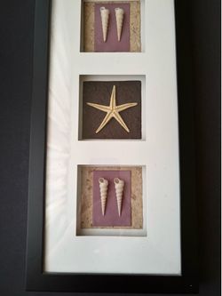 Framed sea shells