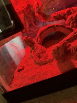 40 Gallons Bearded Dragon Cage
