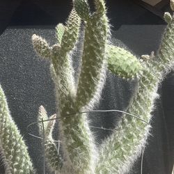 Over 4ft Cacti