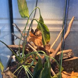 Reptile Habitat: 12x12x18  