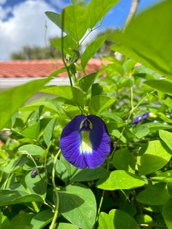 ORGANIC Butterfly 🦋 Pea 🫛 Seedlings 🌱 $2.00 EACH OR 3 for $5.00 CASH ONLY DELRAY BEACH