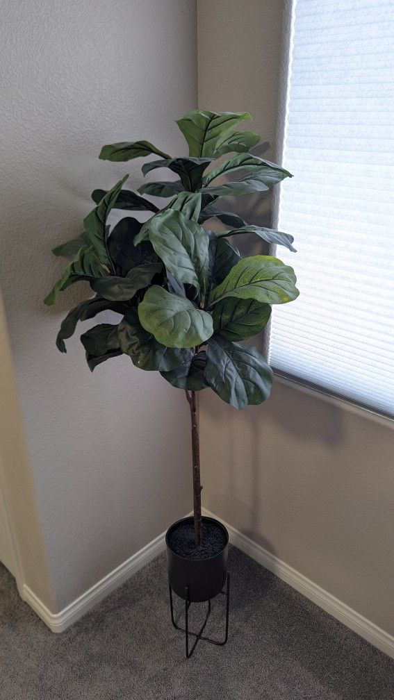 Fiddle Plant