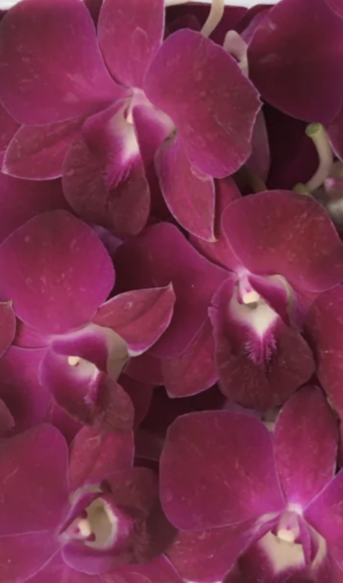Fresh Flower Leis For Graduation And Wedding