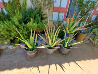 Aloe Vera, Agave, Nopal Cactus 🌵