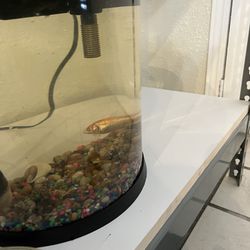 5 Gallon Fish Tank And Fish