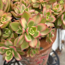 Variety Succulent Babies/Cuttings $3-$10