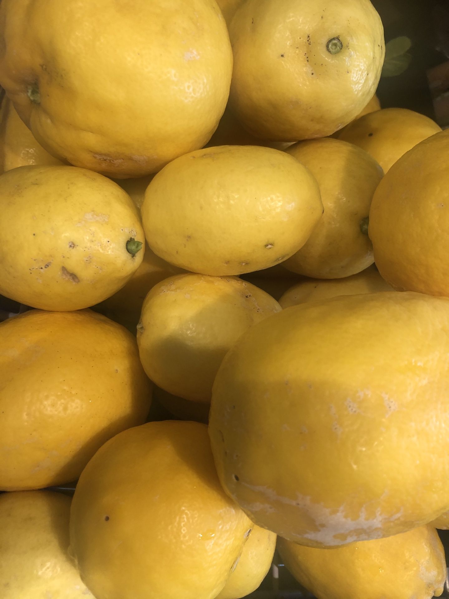 Organic Fresh-Picked Lemons