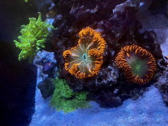 Black Widow Anemone & Corals