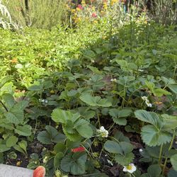 🍓 Strawberries For Sale. These Are Ever-Bearing Type. Garden. Organic Gardening; Plants ; strawberry patch