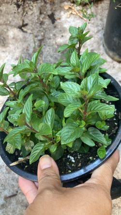 Plants Black Mint