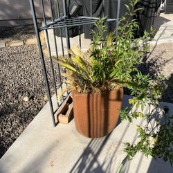 Potted Palm Tree 