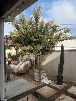 White Crape  Myrtle Tree