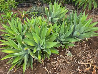Large Agave Succulents