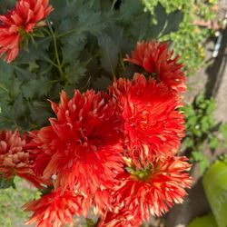 Plant Sale