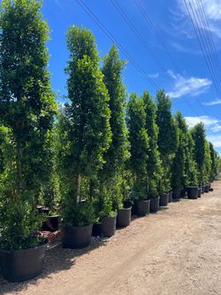 Wholesale Ficus Trees - Multiple Available 6ft - 13ft