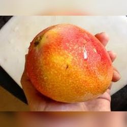 Coconut Cream Mango Grafted Trees 7gal