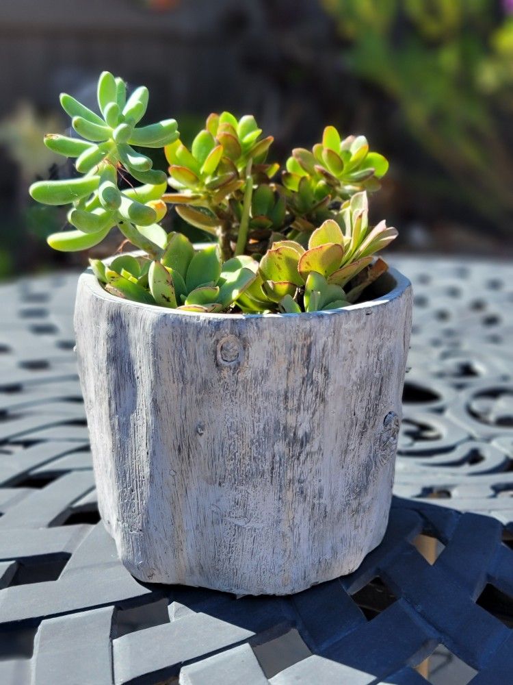 Beautiful Succulent in Nature Faux Wood Textured Ceramic Pot