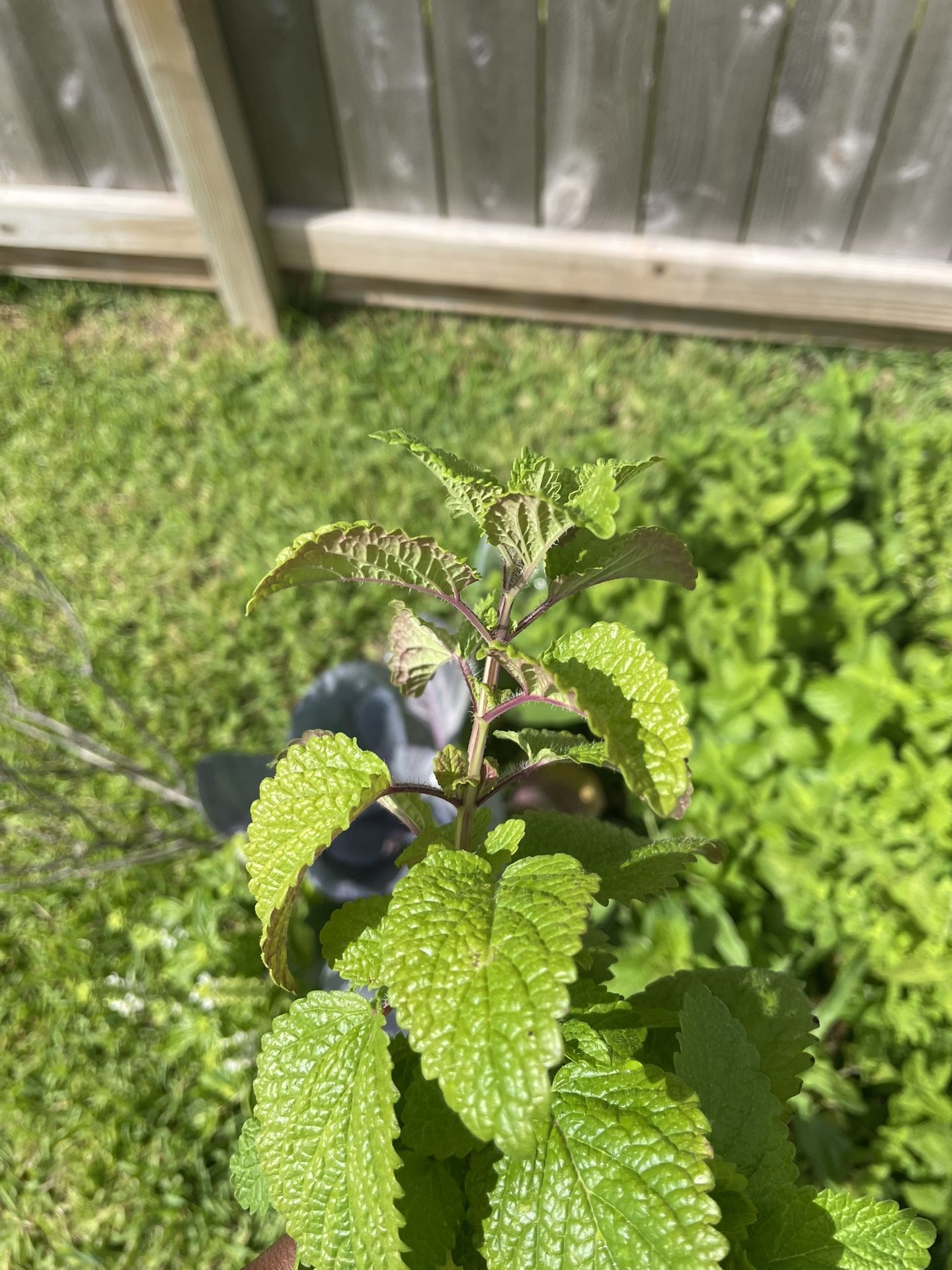 Lemon Balm Plants