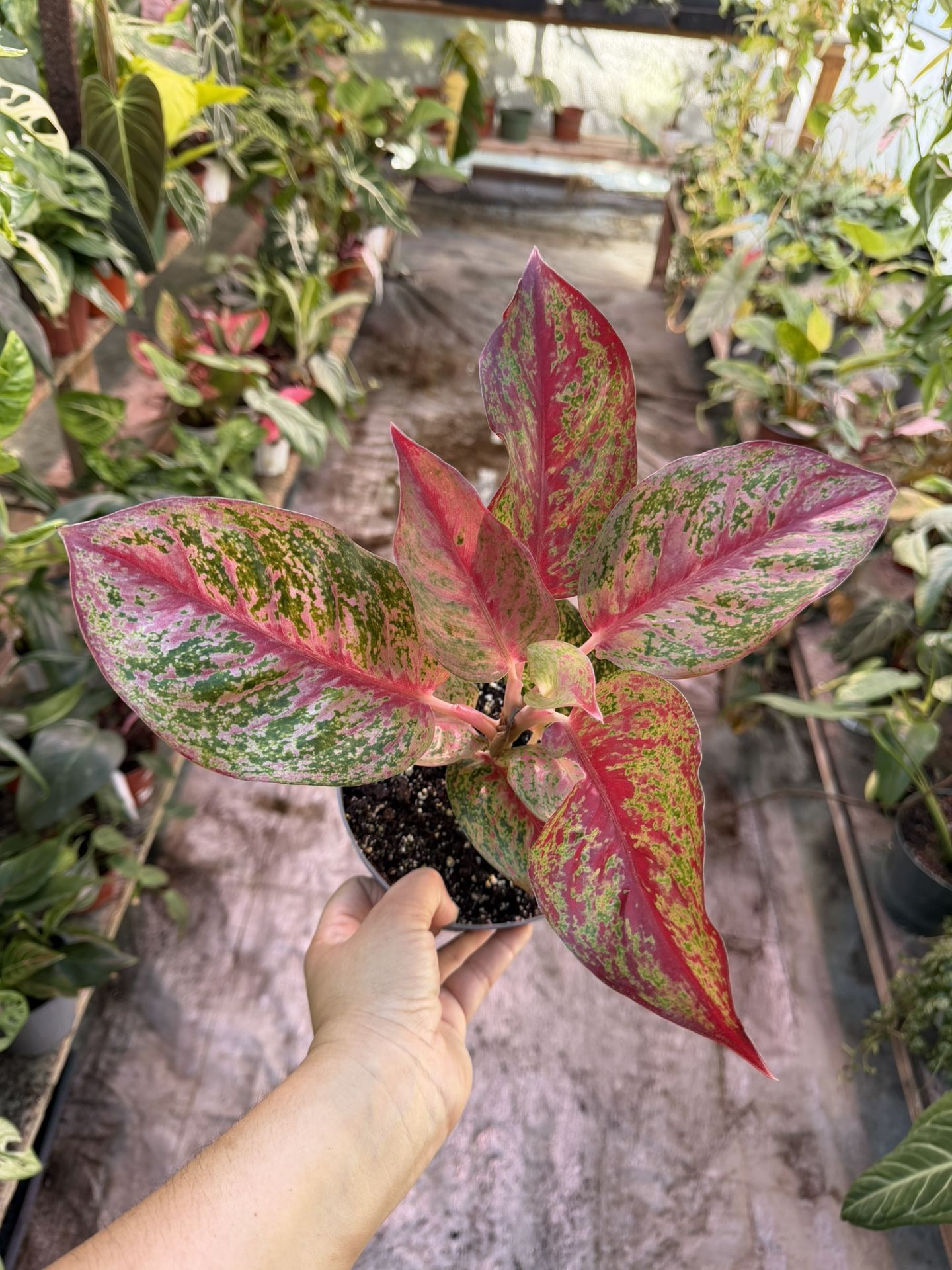 Aglaonema Red Stardust In 6” Pot