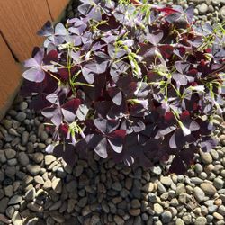 Red Oxalis