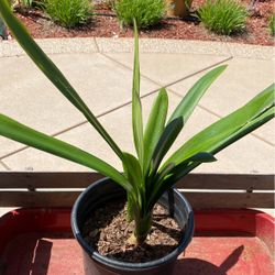 Clivia Plant  3.5 Gallon