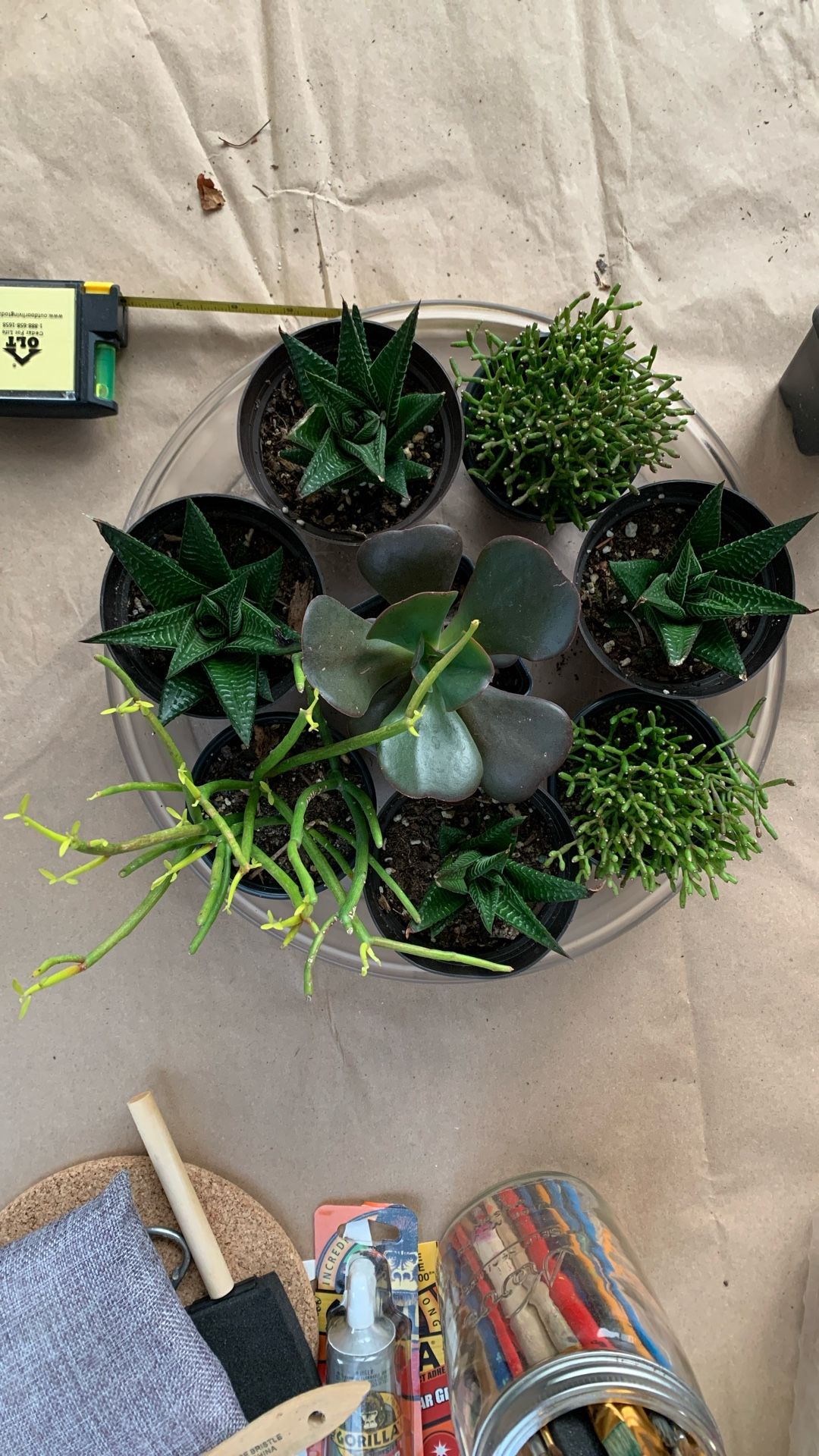 Assorted Succulents