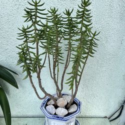 Succulent In Asian Blue White Ceramic Traditional Pot 