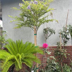 Duranta Erecta Tree