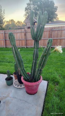 6' Columnar Cactus white flowers