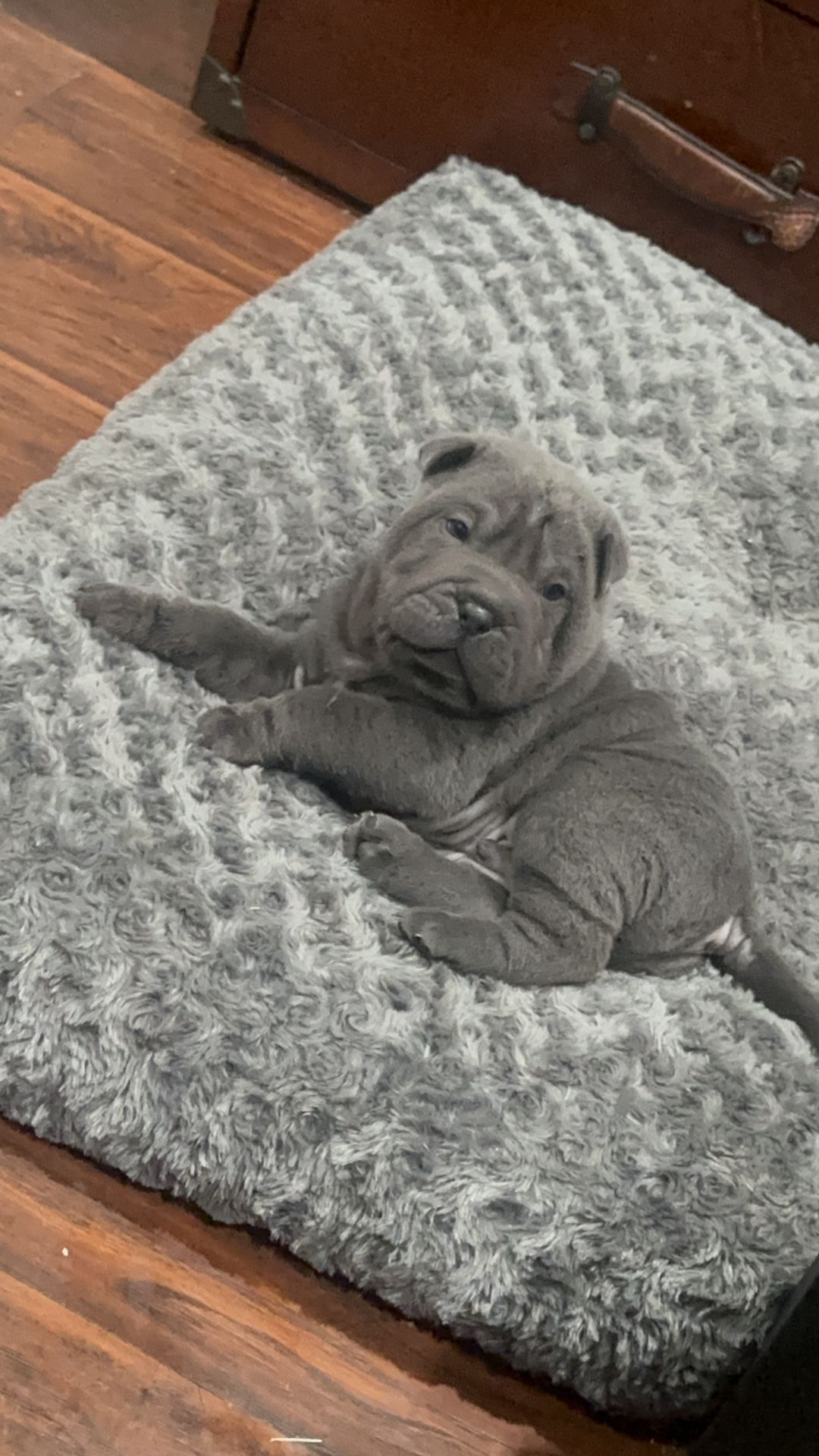 Shar Pei