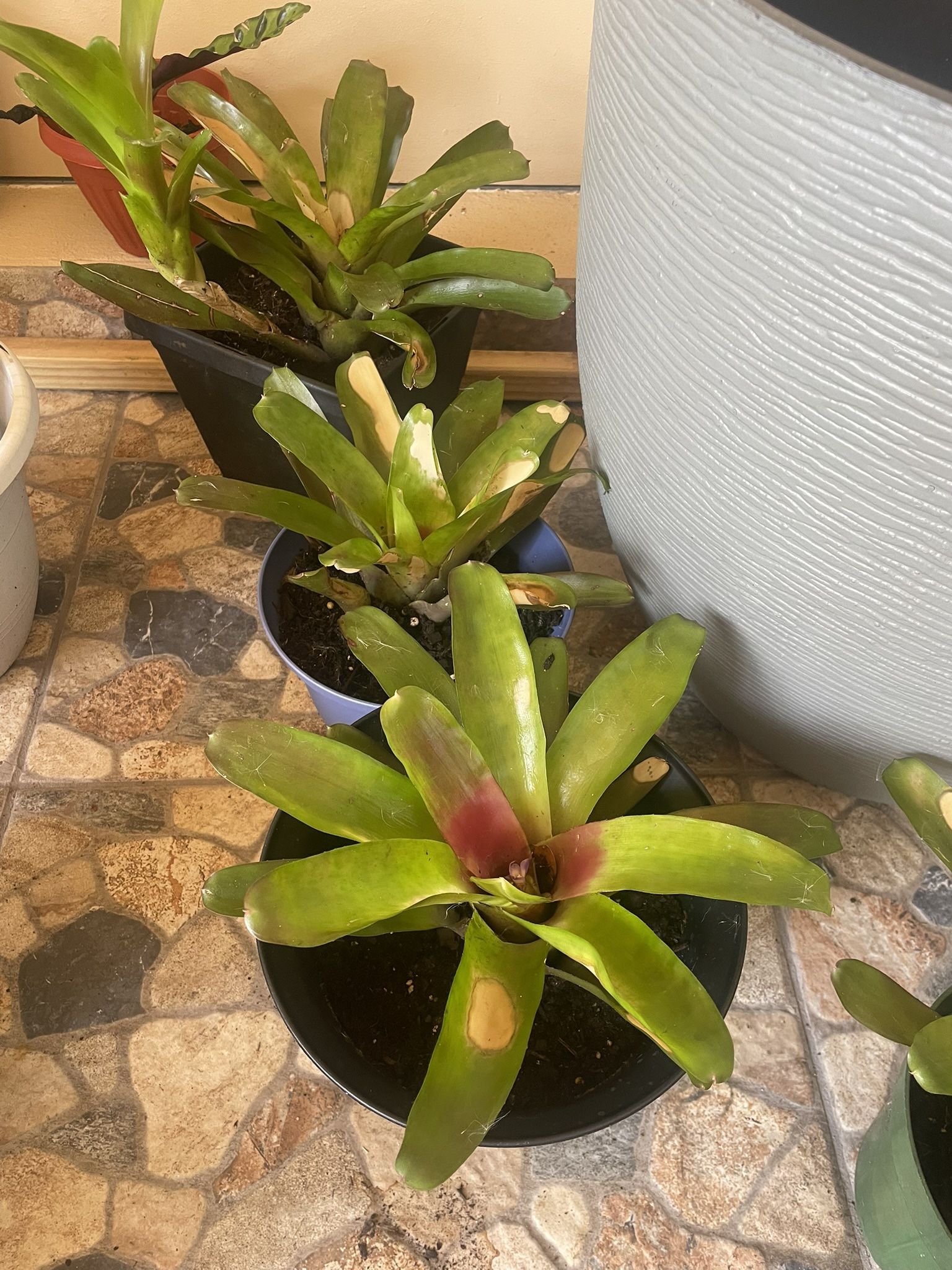 Blushing Bromeliads