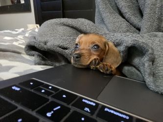 Doxie puppy for sale!
