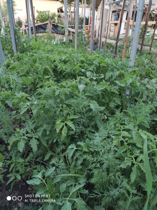 Vegetable plants, organic for Sale in Sacramento, CA OfferUp