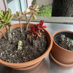 Succulents In Pots 6 Inch And 12 Inch Bowel 