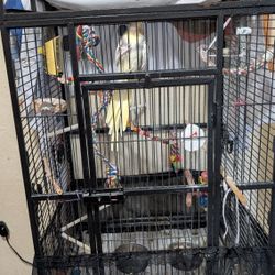 Bird Cage