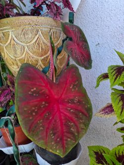 Colorful Caladium plant