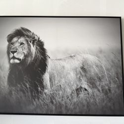 Lion Framed canvas