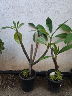 Rooted Plumeria Plant