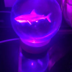 Color changing shark lamp