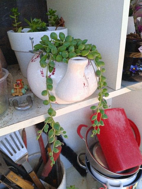 Plants