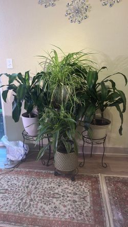 Life House Plants 🪴 3 Different Plants 🪴 