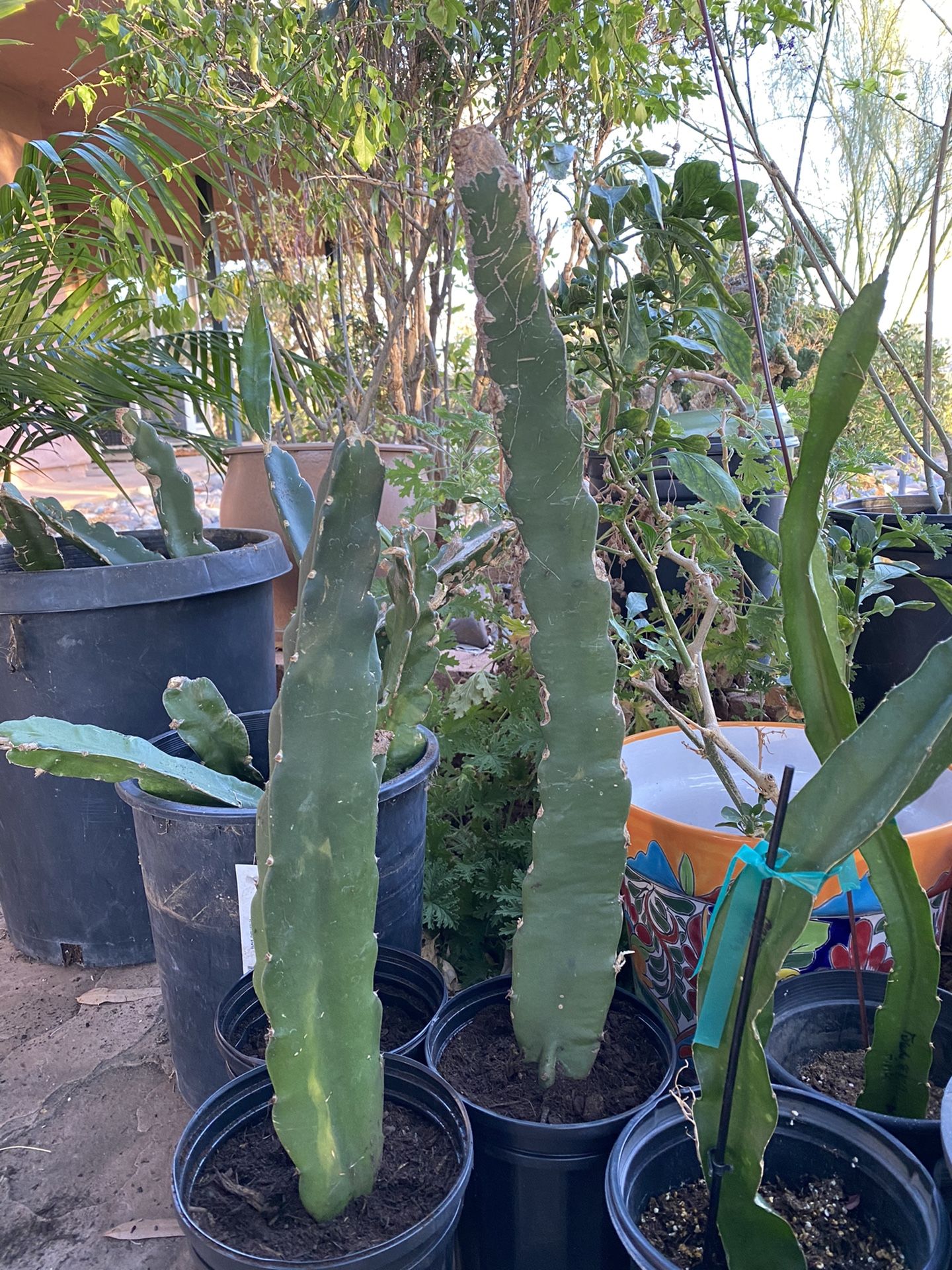 SUGAR DRAGON FRUIT PLANT ROOTSED