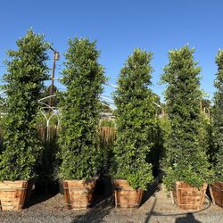 Ficus Nitida Indian Laurel Hedge