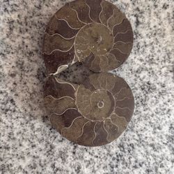 Ammonites